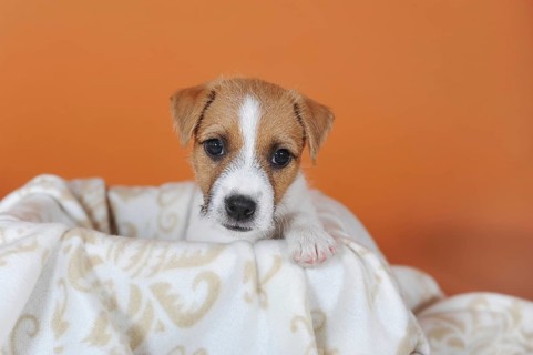 Parson Russell Terrier