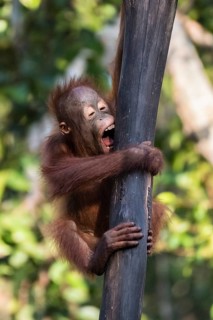 Bornean orangutan