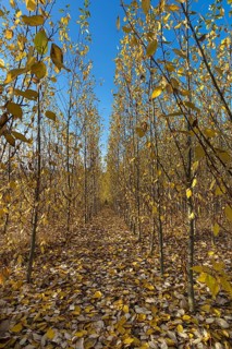 Tree nursery