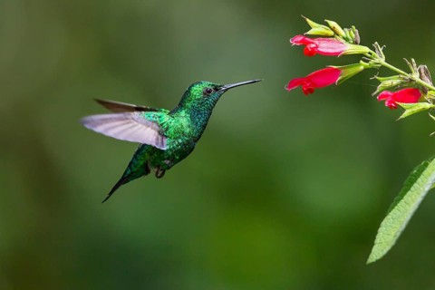 Blue-tailed emerald