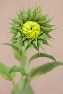 Not yet bloomed sunflower
