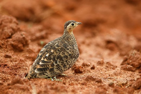 Coqui francolin