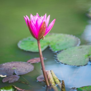 Pink Blossom