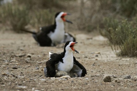 Black Skimmer