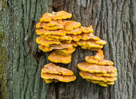Sulphur polypore