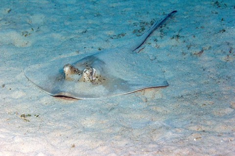 Blue spotted stingray