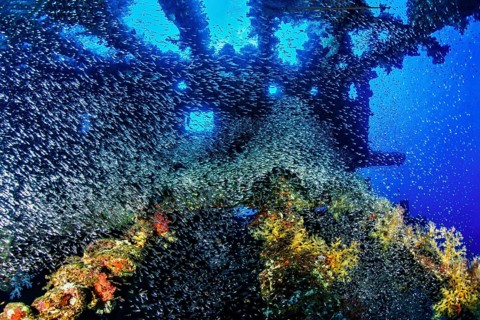 Wreck diving and Pempherids