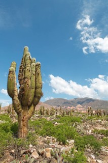 Landscape with Echinopsis Atacamensis