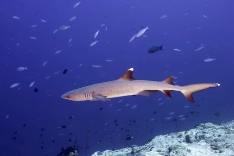 Whitetip reef shark