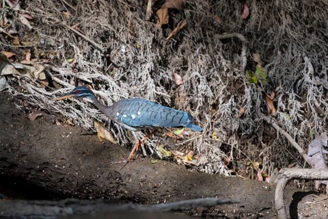 Sunbittern