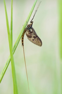 Mayfly
