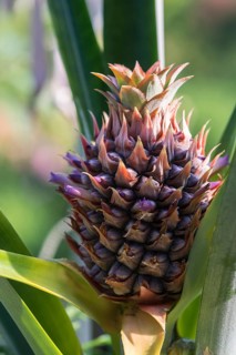 Ripening pineapple