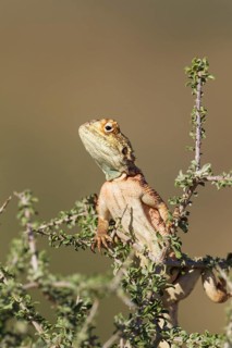 Ground Agama