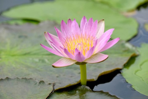 Water lily