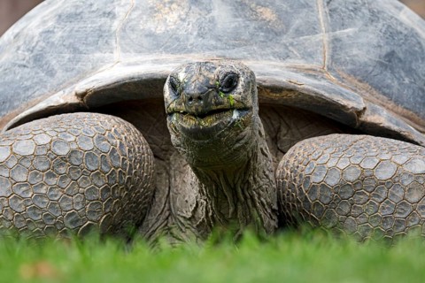 Aldabra Giant Tortoise
