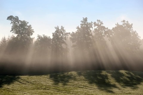 Sunbeams shine through trees in the morning mist