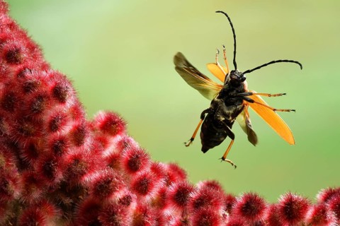 Red longhorn beetle