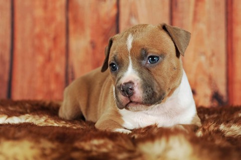 American Staffordshire Terrier