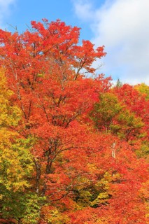 Autumn colors