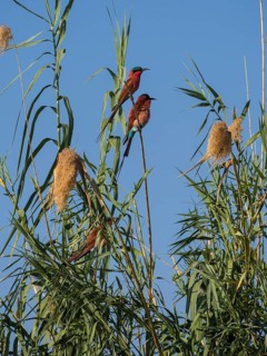 Southern carmine bee-eaters