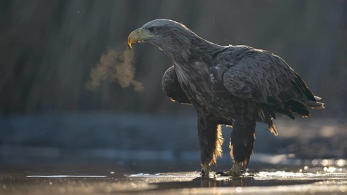 White-tailed eagle
