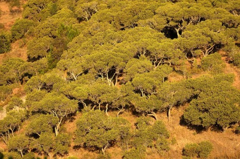 Tapia tree forest