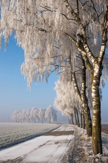 Winter landscape