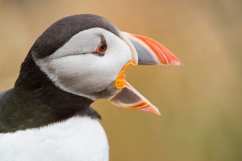 Puffin