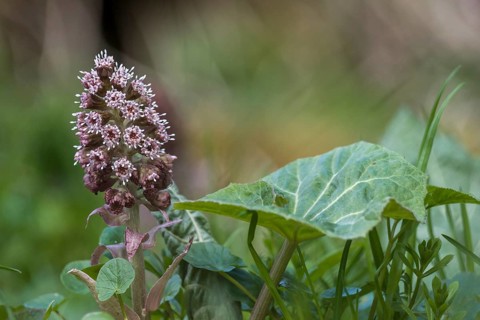 Inflorescence