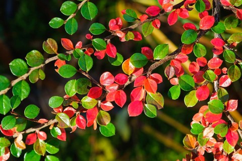 Autumnal colored leaves