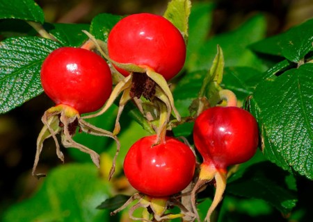 Red fruits of Rose-hip
