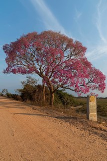 Pink Ipe tree