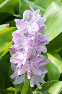 Water hyacinth
