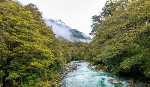 Hollyford River with mountains
