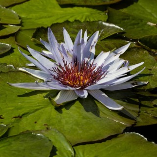 Cape blue water lily