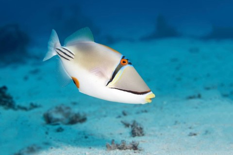 Arabian Picasso triggerfish