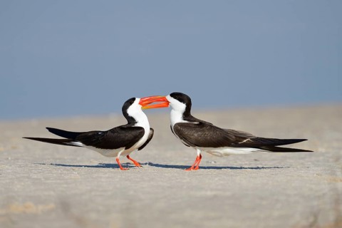 African skimmer