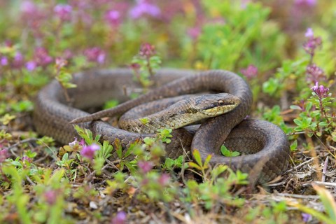 Smooth snake