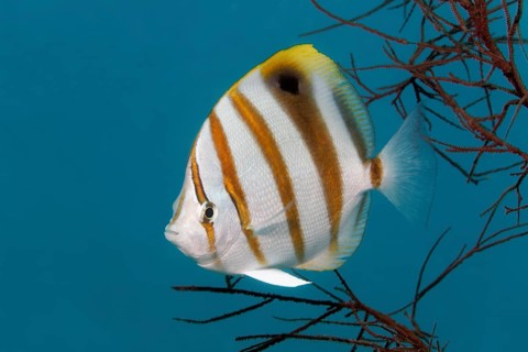 Sixspine butterflyfish