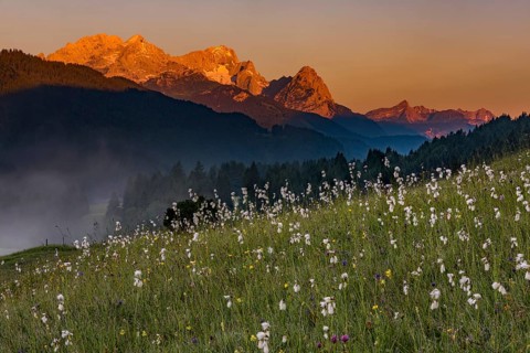 Cottongrass
