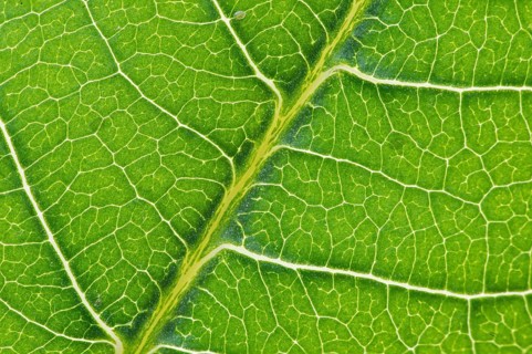 Net-like leaf veining