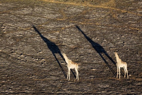 Southern Giraffe