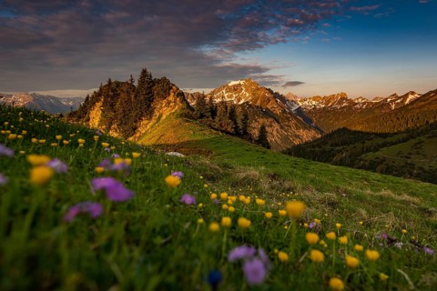 Sunrise behind meadow with Globeflowers