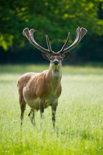 Red deer