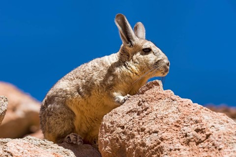 Southern Viscacha