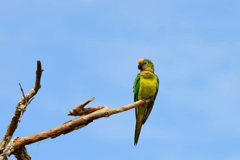 Peach-fronted conure