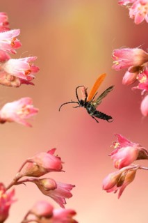 Lygistopterus sanguineus
