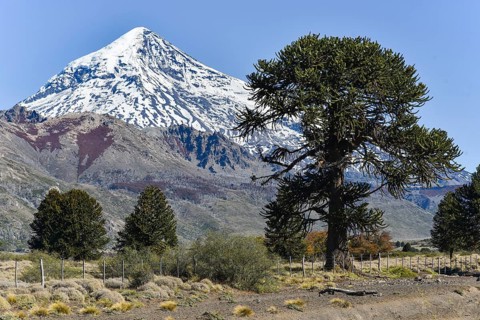 Snow-covered volcano Lanin and monkey puzzle tree