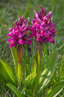 Elder-flowered Orchid