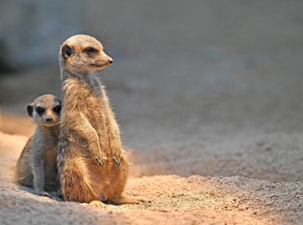 Meerkats or suricates